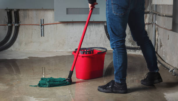 Best Water damage cleanup near me  in St Paul Park, MN